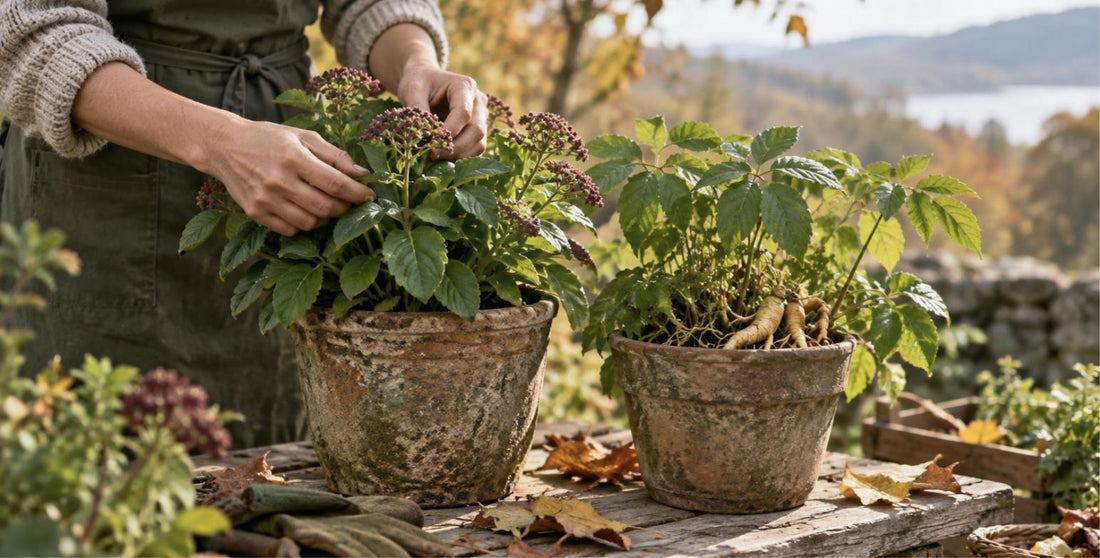 Do Adaptogens Need to Be Cycled?