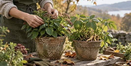 Do Adaptogens Need to Be Cycled?